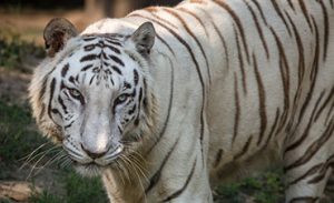 White Tiger in Wildlife Sanctuary